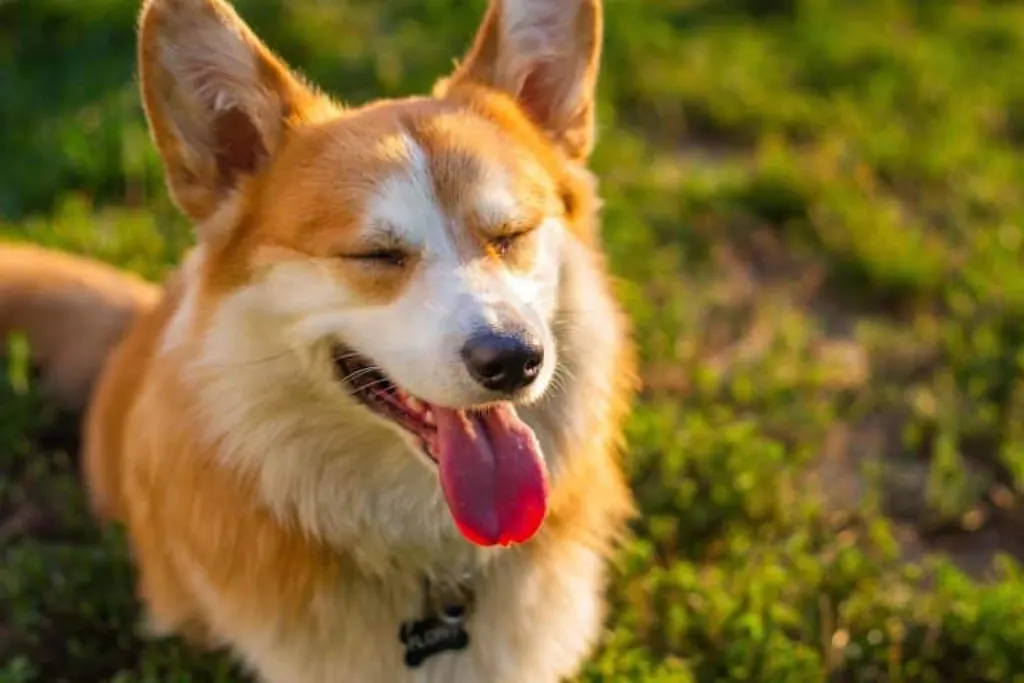découvrez tout sur les chiens : conseils sur leur éducation, astuces de soins, et informations sur les diverses races pour garantir le bien-être de votre compagnon à quatre pattes.