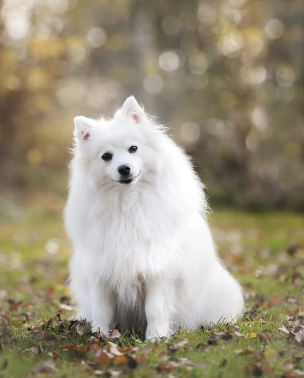 découvrez comment gérer la garde des chiens lors d'une séparation. nos conseils vous aideront à trouver des solutions équilibrées pour le bien-être de votre compagnon à quatre pattes.
