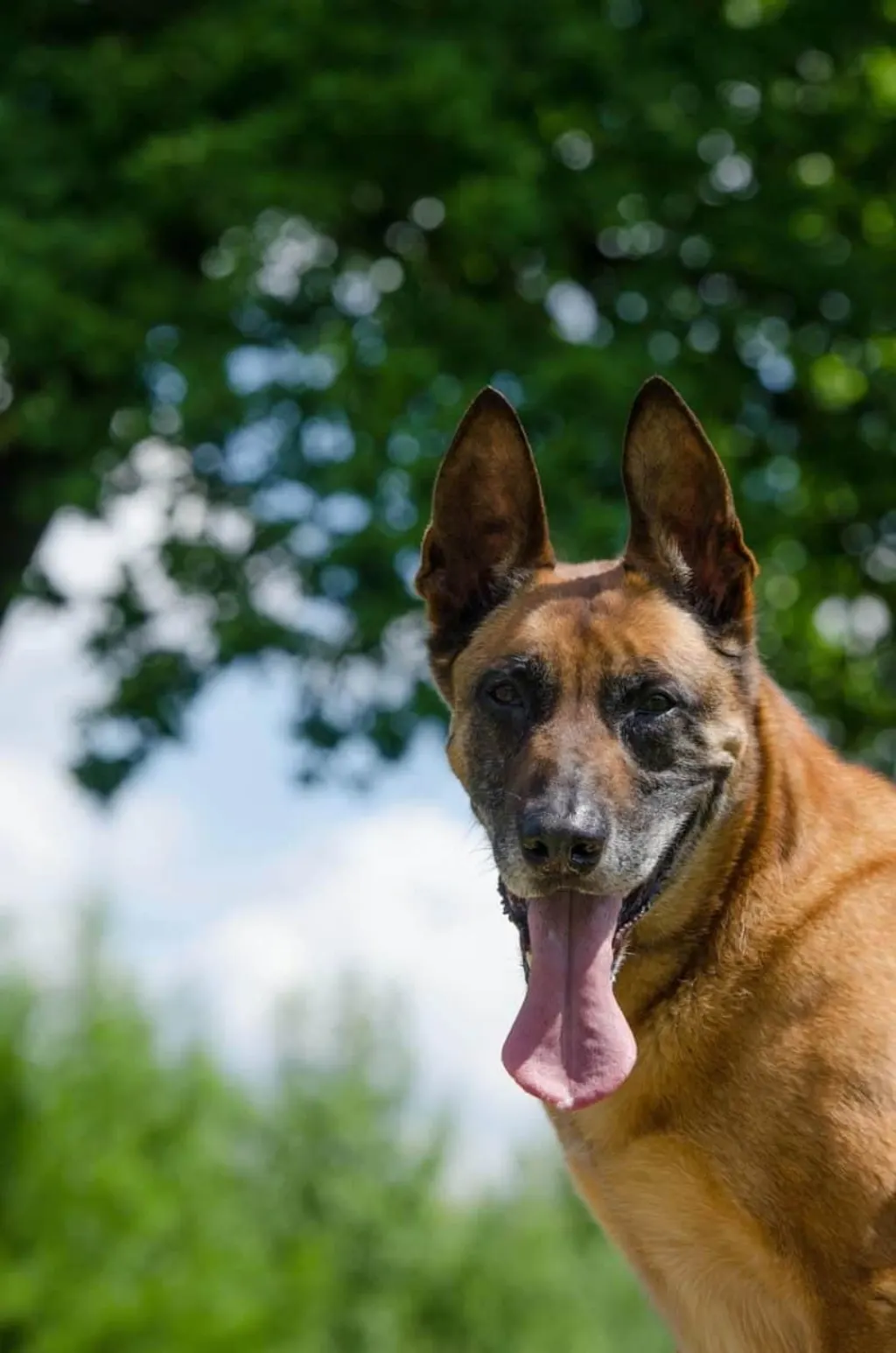 découvrez les plages accueillantes pour les chiens, où votre compagnon à quatre pattes peut courir, jouer et se baigner en toute liberté. profitez de moments inoubliables en famille et entre amis, tout en explorant des lieux adaptés aux amoureux des animaux.