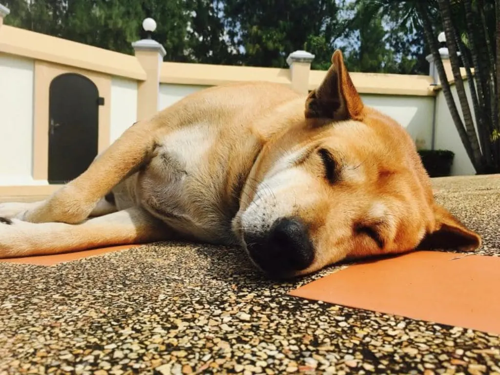 découvrez les plages accueillantes pour les chiens, où vous et votre compagnon à quatre pattes pourrez profiter de moments de détente, de jeux et de baignade. explorez des destinations balnéaires qui offrent des espaces spécifiques pour les animaux, permettant à tous de s'amuser en toute liberté.