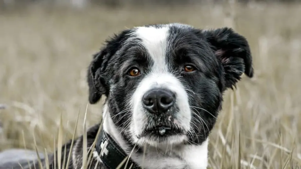découvrez le monde fascinant des chiens : leurs races, leur comportement, et des conseils pour en prendre soin. que vous soyez un propriétaire ou un amoureux des animaux, plongez dans l'univers canin !