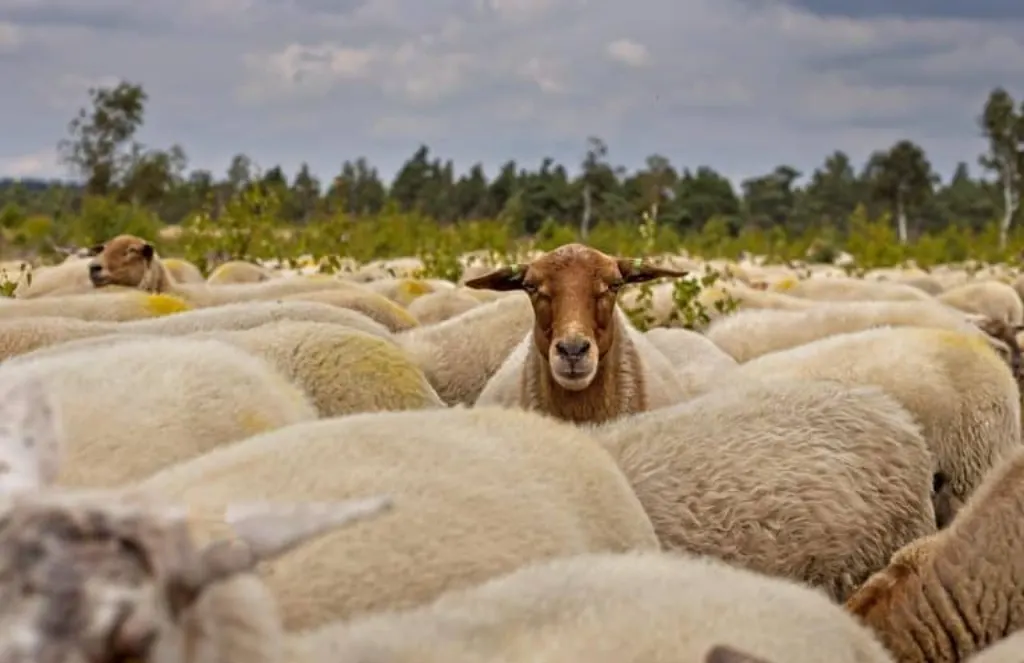 découvrez le monde fascinant des moutons : leur comportement, les différentes races, leur élevage et leur importance dans l'agriculture. plongez dans l'univers pastoral et apprenez tout ce qu'il faut savoir sur ces animaux doux et essentiels.