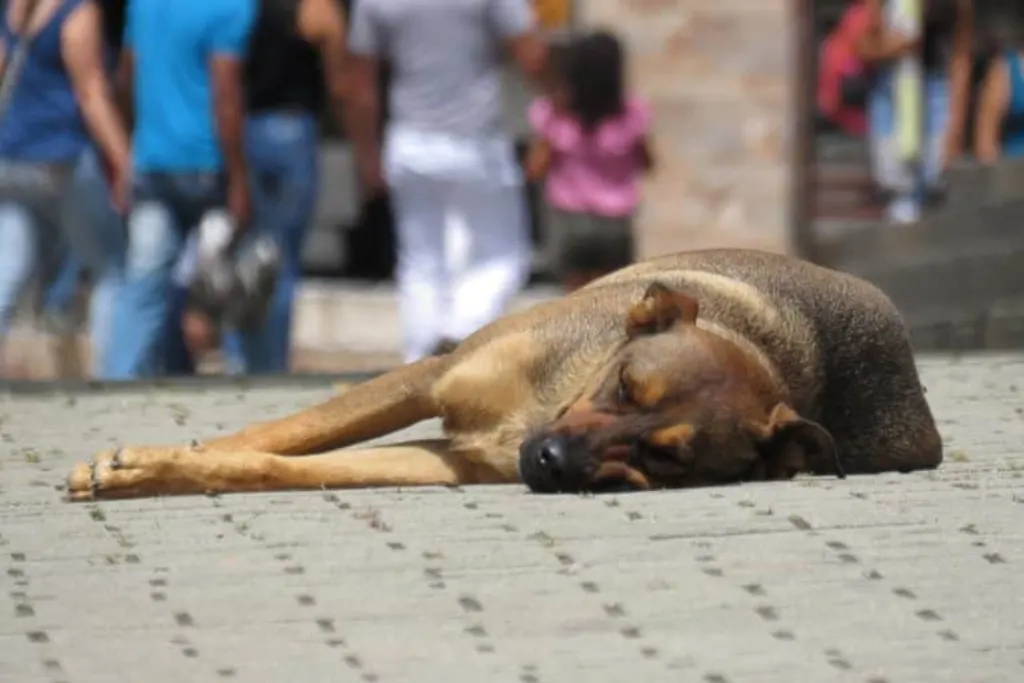 découvrez l'histoire touchante des chiens abandonnés, leur lutte pour la survie et l'importance de l'adoption. apprenez comment vous pouvez aider ces animaux en détresse et leur donner une seconde chance.