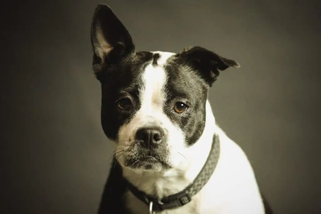 découvrez tout ce qu'il faut savoir sur les chiens : conseils d'élevage, soins, alimentation, éducations et meilleures pratiques pour prendre soin de votre compagnon à quatre pattes.