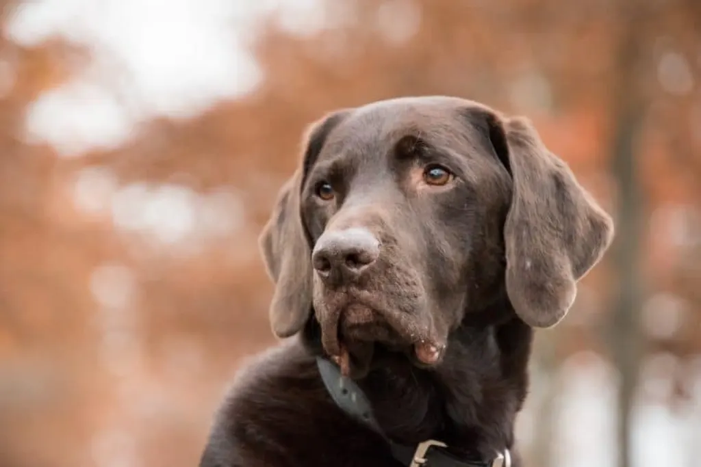 découvrez tout ce qu'il faut savoir sur les chiens : conseils pour l'éducation, les soins, les races et bien plus encore. amoureux des animaux, plongez dans l'univers fascinant des chiens et trouvez des astuces pour rendre votre compagnon canin heureux et en bonne santé.