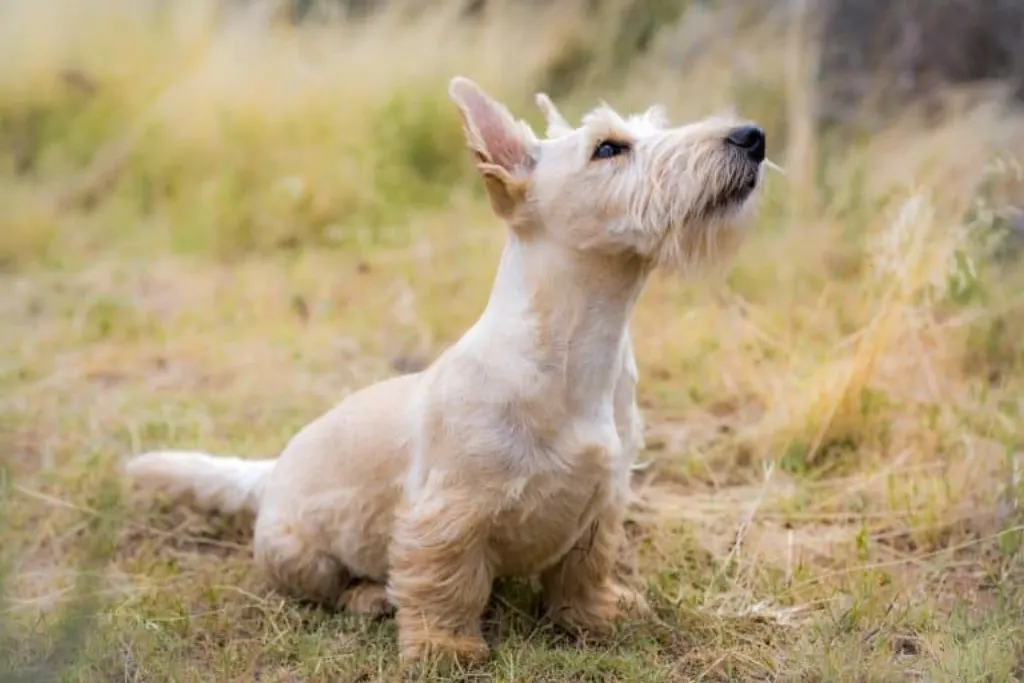 découvrez le monde fascinant des chiens ! explorez leur comportement, leurs races, leur éducation et les meilleures astuces pour prendre soin de vos compagnons à quatre pattes. que vous soyez propriétaire d'un chien ou simplement passionné par ces animaux, trouvez ici toutes les informations dont vous avez besoin.