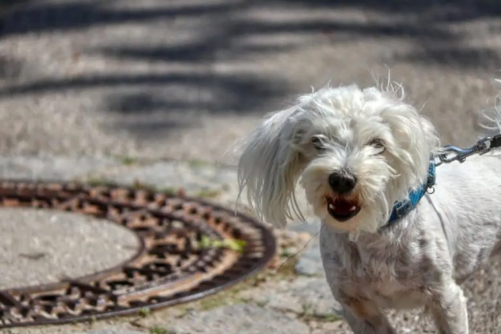 découvrez des conseils pratiques, des astuces et des ressources essentielles pour les propriétaires de chiens. apprenez à mieux comprendre et élever votre compagnon à quatre pattes pour assurer son bien-être et renforcer votre lien.