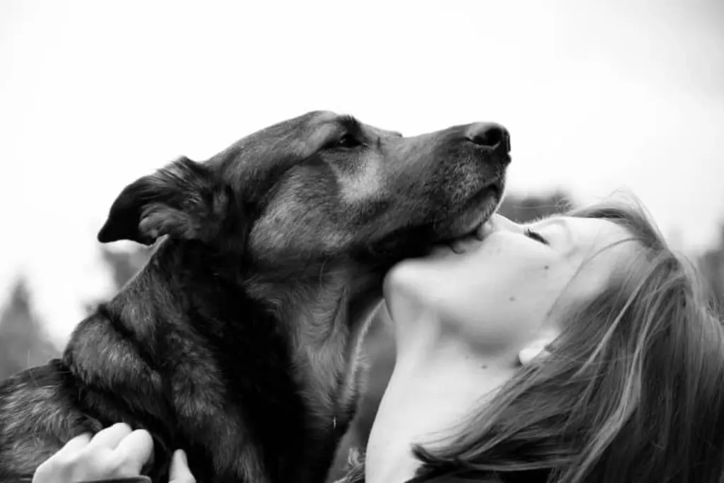 découvrez l'incroyable lien entre l'homme et le chien, une relation unique bâtie sur la confiance, l'amour et la compréhension mutuelle. explorez comment cette connexion influence notre vie quotidienne et renforce notre bien-être.
