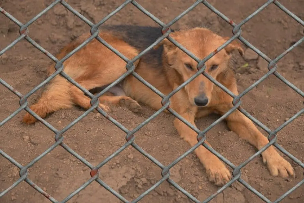 découvrez les réalités déchirantes de la cruauté envers les animaux et engagez-vous pour leur protection. apprenez comment sensibiliser, agir et soutenir des initiatives visant à mettre fin à cette injustice.