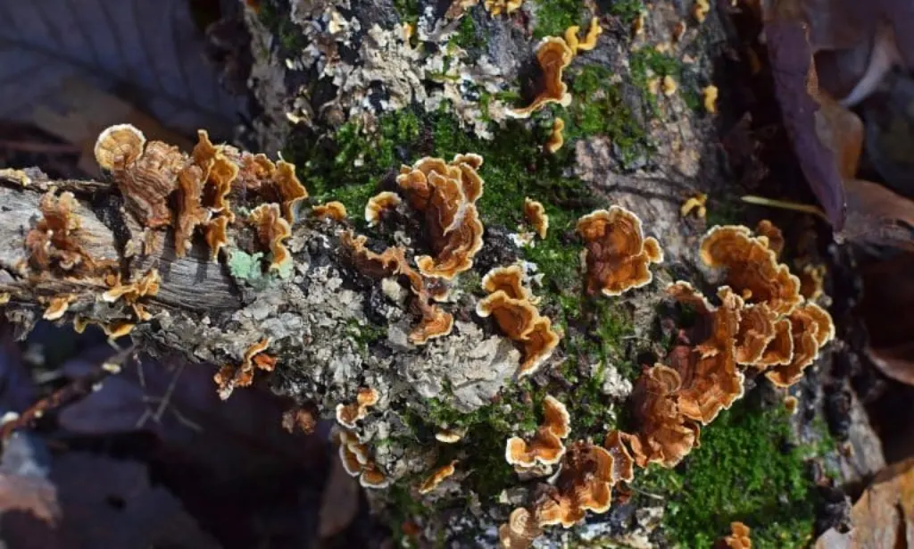 découvrez les cyanobactéries, essentielles à notre écosystème, qui jouent un rôle crucial dans la production d'oxygène et la fixation de l'azote. apprenez comment ces organismes unicellulaires contribuent à la biodiversité marine et terrestre, ainsi que leur impact sur l'environnement.