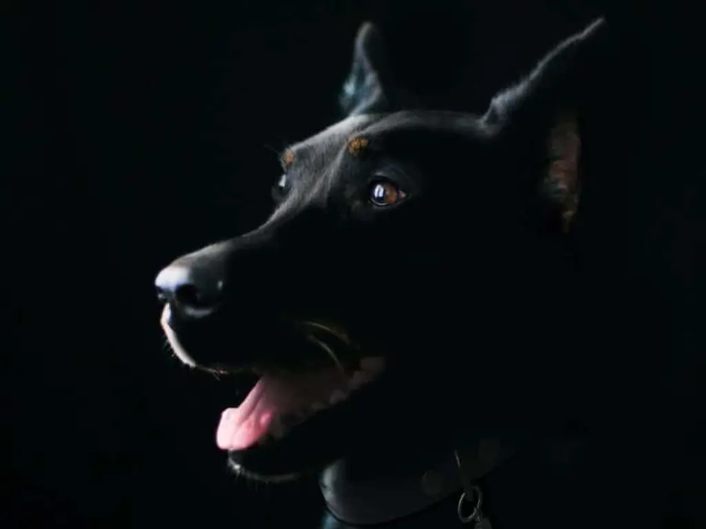 découvrez le monde fascinant des chiens, loyal compagnon de l'homme. apprenez tout sur les différentes races, l'éducation, les soins et le bien-être de votre fidèle ami à quatre pattes.