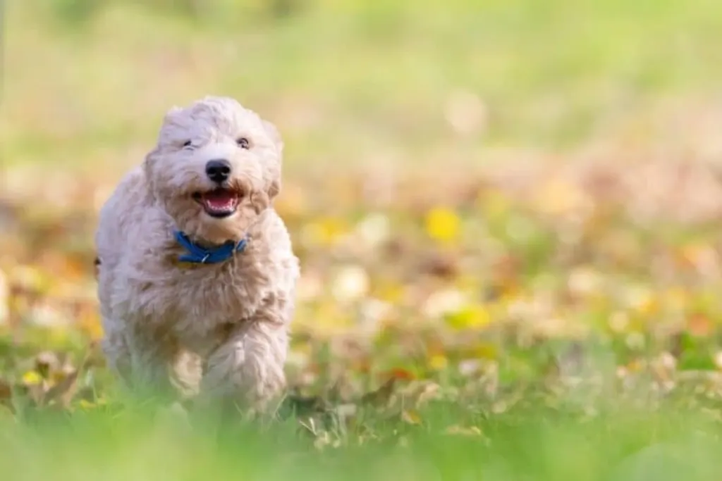 découvrez tout ce qu'il faut savoir sur les chiens : leurs caractéristiques, leurs besoins et comment les élever pour qu'ils soient heureux et en bonne santé.