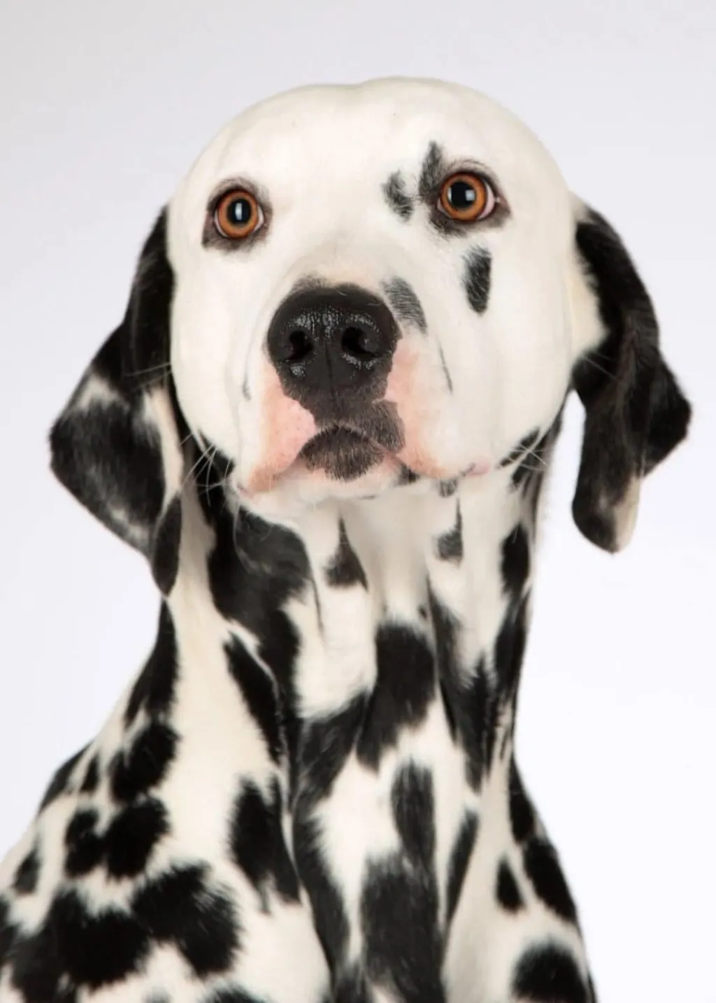 découvrez tout sur les chiens : astuces de dressage, conseils de soins, et informations sur les différentes races. améliorez la vie de votre compagnon à quatre pattes avec nos conseils experts.