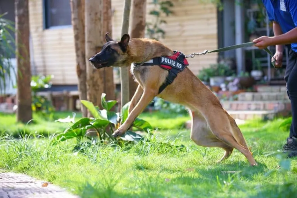 découvrez les causes des morsures de chien, comment les éviter et les gestes à adopter en cas d'incident. protégez-vous et assurez le bien-être de votre compagnon à quatre pattes.