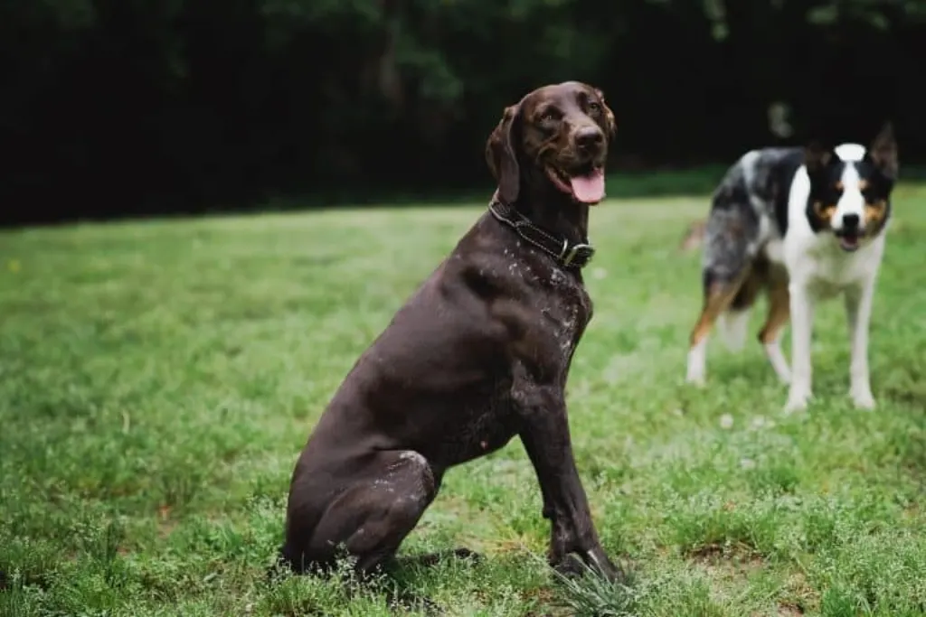 découvrez notre service de dog-sitting fiable et affectueux. offrez à votre compagnon à quatre pattes une garde attentive pendant votre absence, avec des promenades régulières, des jeux et beaucoup d'amour. réservez dès maintenant pour assurer le bien-être de votre animal !