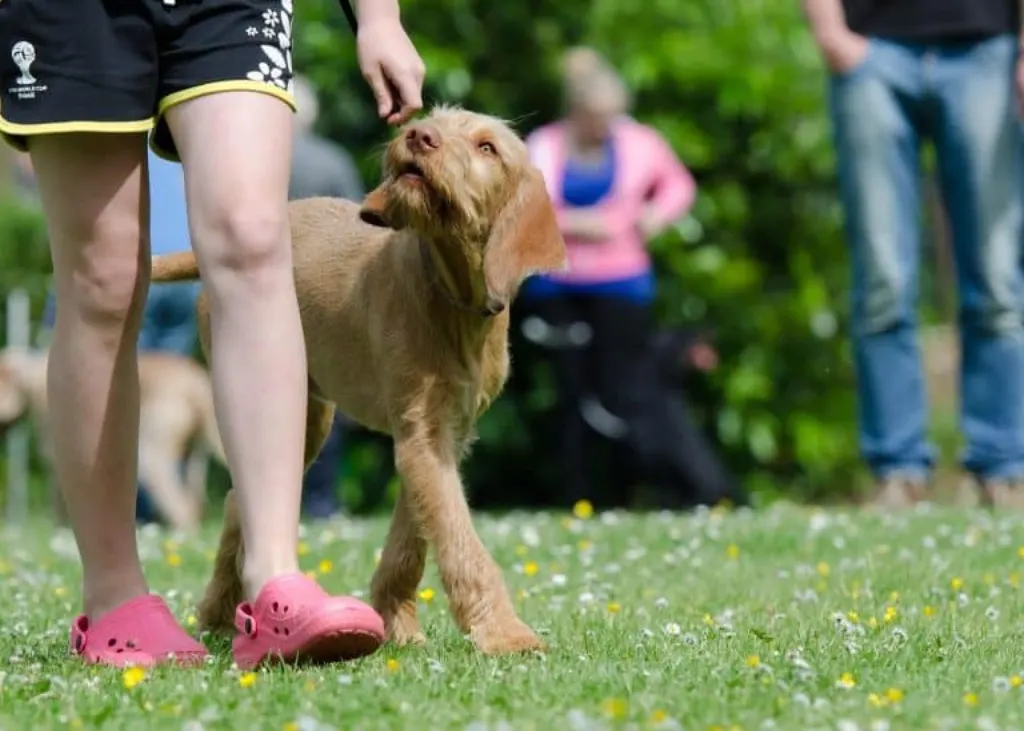 découvrez des conseils et techniques efficaces pour l'éducation de votre chien. apprenez à renforcer le lien avec votre compagnon à quatre pattes grâce à des méthodes de dressage positives et adaptées à son comportement.