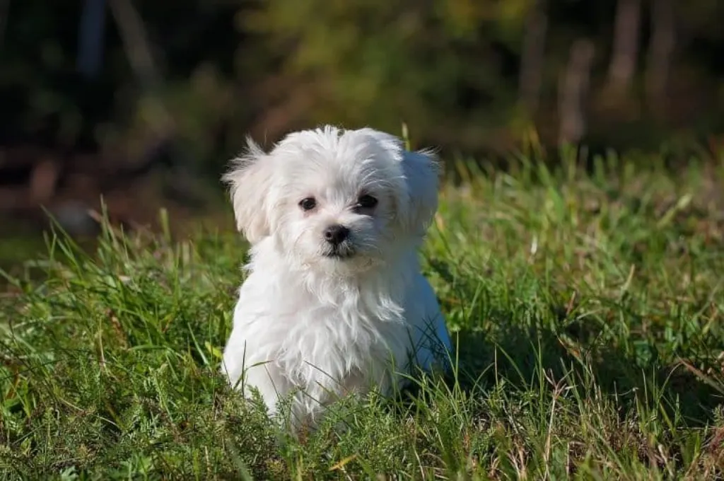 découvrez l'univers fascinant des chiens : conseils, races, soins et éducation pour les amoureux des animaux. apprenez à mieux comprendre votre compagnon à quatre pattes et à renforcer vos liens avec lui.