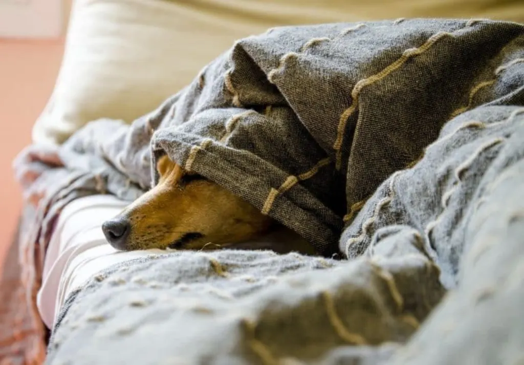 découvrez notre guide complet sur les animaux de compagnie : conseils, soins, éducation et bien-être pour vos fidèles amis à quatre pattes. améliorez la vie de vos animaux et renforcez votre lien avec eux grâce à nos ressources et astuces pratiques.