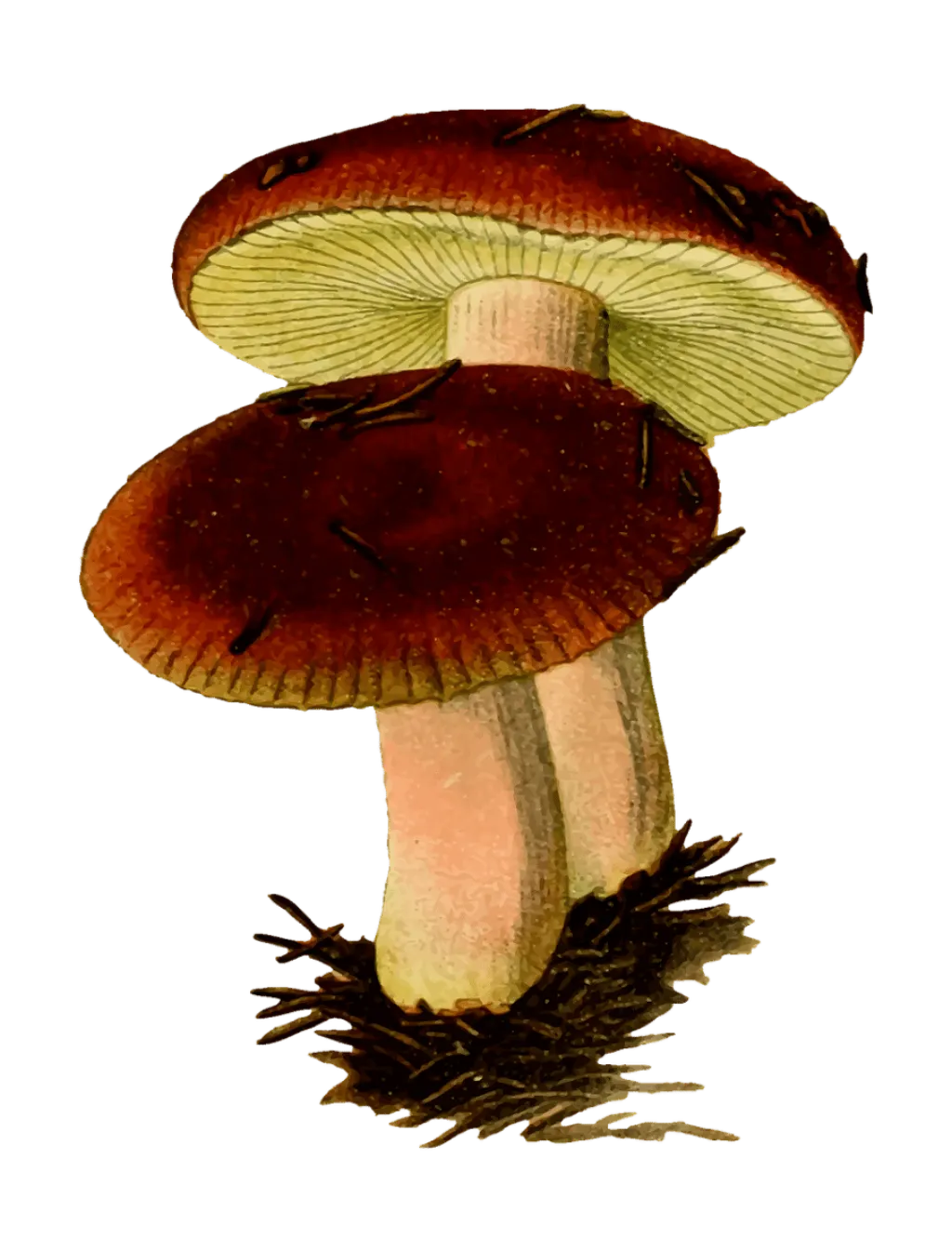 découvrez l'univers fascinant des poisons : types, effets, et utilisation dans la médecine et la nature. apprenez comment ces substances peuvent être à la fois dangereuses et bénéfiques.