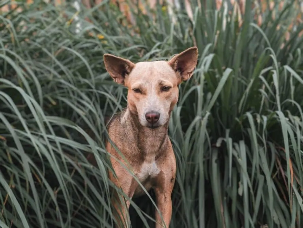 découvrez le monde fascinant des chiens sauvages, leurs habitats naturels, leurs comportements sociaux et les défis de leur conservation. plongez dans l'univers de ces prédateurs charismatiques et apprenez-en plus sur leur rôle essentiel dans l'écosystème.
