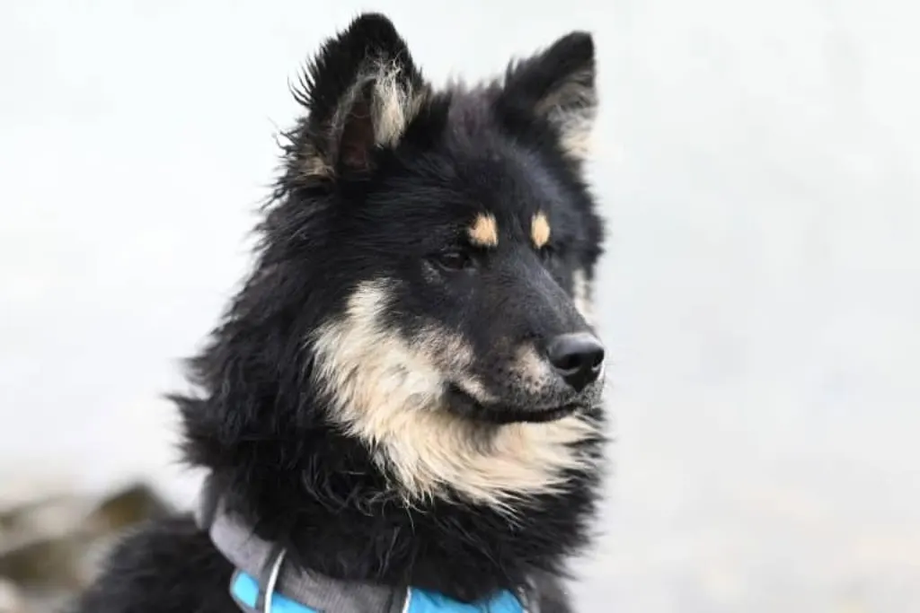 découvrez tout sur le chien : races, éducation, alimentation, santé. conseils pour choisir, accueillir et bien prendre soin de votre compagnon.
