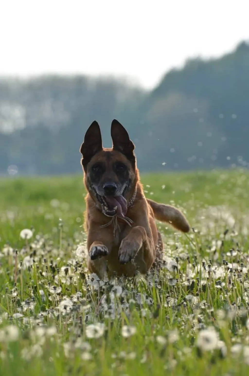 découvrez les plages amies des chiens où vous et votre compagnon à quatre pattes pourrez profiter de moments inoubliables en bord de mer. explorez des espaces accueillants et adaptés aux animaux, parfaits pour des promenades, des jeux et des baignades ensemble.