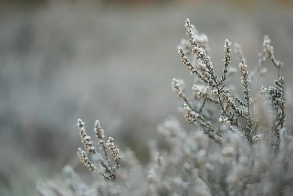 découvrez notre délicieuse crème glacée pour chiens, une friandise glacée et saine qui ravira votre fidèle compagnon. fabriquée avec des ingrédients naturels, elle est parfaite pour les chaudes journées d'été. offrez à votre animal le plaisir d'un dessert spécialement conçu pour lui !