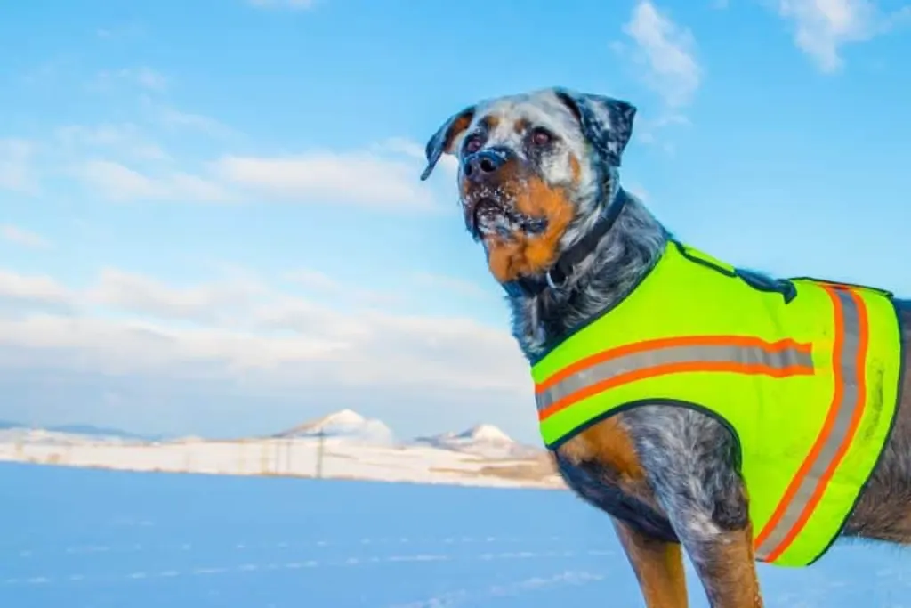 découvrez des conseils essentiels pour assurer la sécurité de votre chien. apprenez les meilleures pratiques pour protéger votre animal, que ce soit à la maison ou lors de vos sorties. veillez à la santé et au bien-être de votre compagnon à quatre pattes.