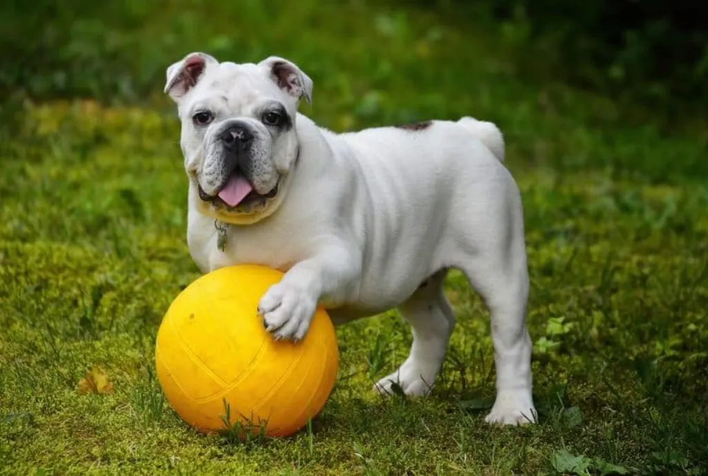 découvrez tout sur les chiens : leurs races, leurs besoins, leurs comportements et les soins essentiels à leur apporter pour une vie épanouie. amoureux des animaux, explorez l'univers canin et trouvez des conseils pratiques pour le bonheur de votre fidèle compagnon.