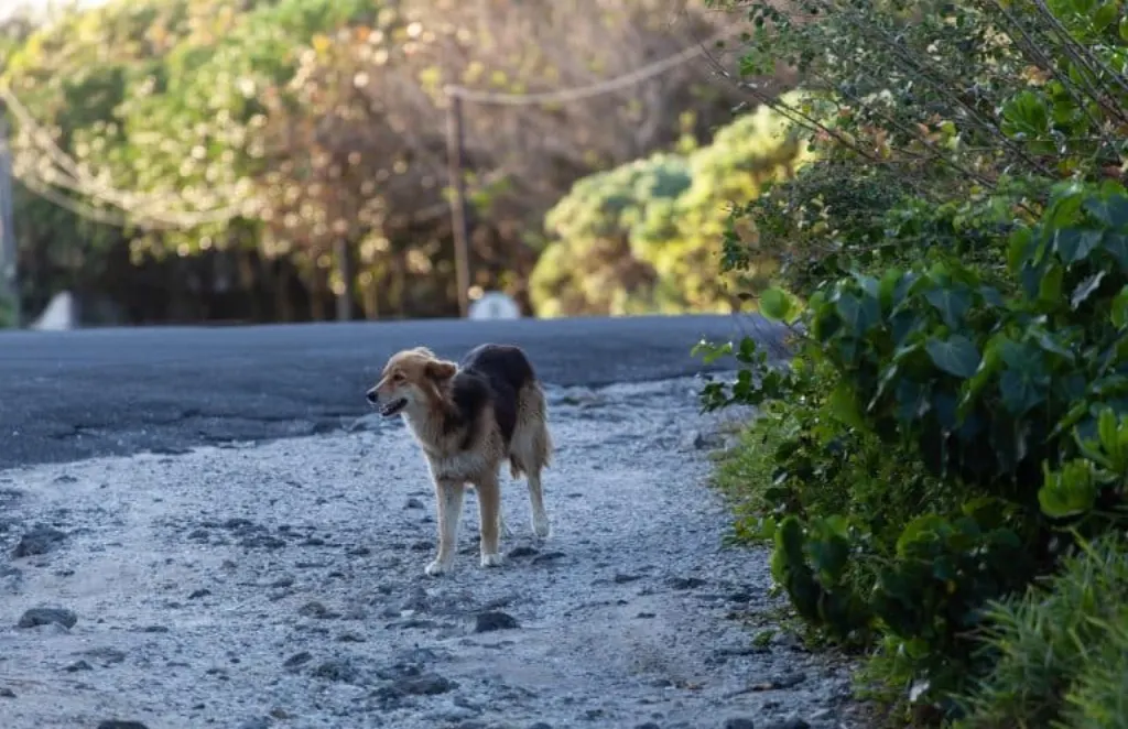 chiens errants : comprendre leurs défis, les causes et solutions. conseils d’adoption et de soins, ressources et actions concrètes pour protéger ces animaux.