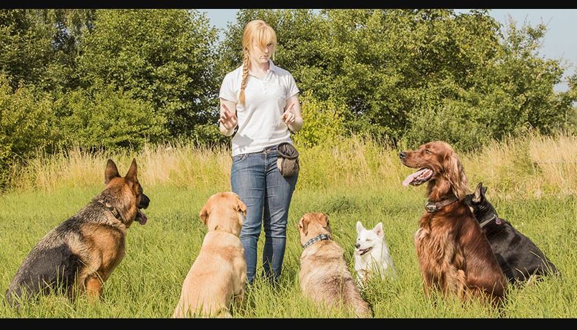 5 Conseils essentiels à apprendre à son chien