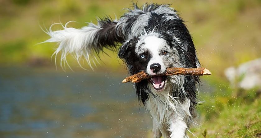 6 Conseils pour apprendre à votre chien à aller chercher