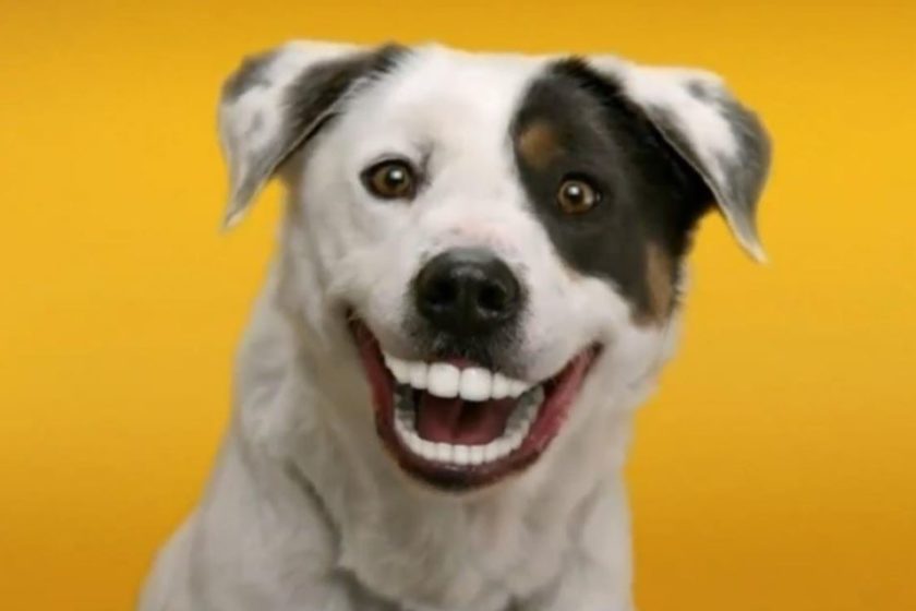 Comment prendre soin des dents de votre chien ?