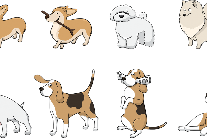 ▶ Achat laisse de dressage chien pas cher | Avis et Conseil