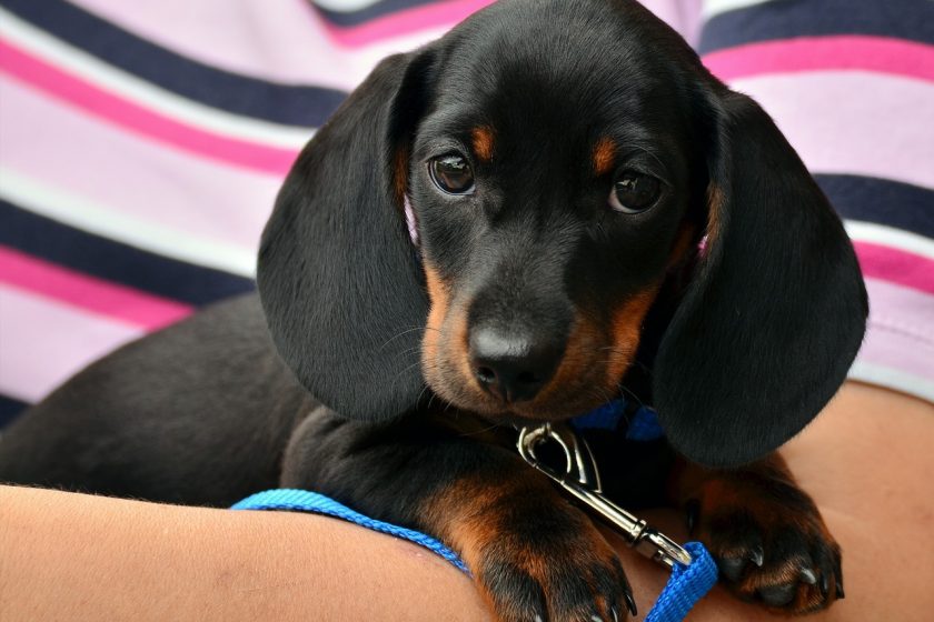▶ Achat boudin de dressage chien pas cher | Avis et Conseil