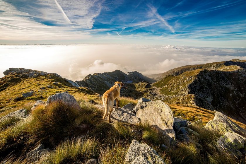 ▶ combien coute assurance maladie pour chien, Assurance Animaux Pas Cher, Comparatifs Gratuits