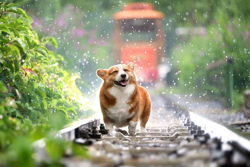▶ forum quelle assurance pour chien, Assurance Animaux Pas Cher, Comparatifs Gratuits