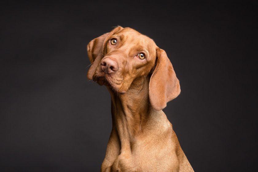 ▶ Achat collier pour dressage chien pas cher | Avis et Conseil
