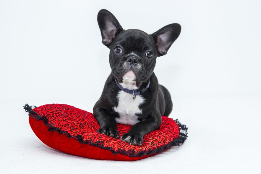 ▶ Achat manchette de dressage chien pas cher | Avis et Conseil