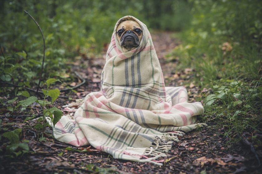 ▶ Achat laisse de dressage pour chien pas cher | Avis et Conseil