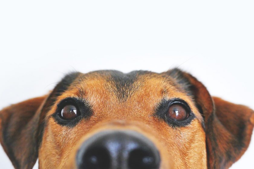▶ Achat collier de dressage et anti aboiement pour chien pas cher | Avis et Conseil