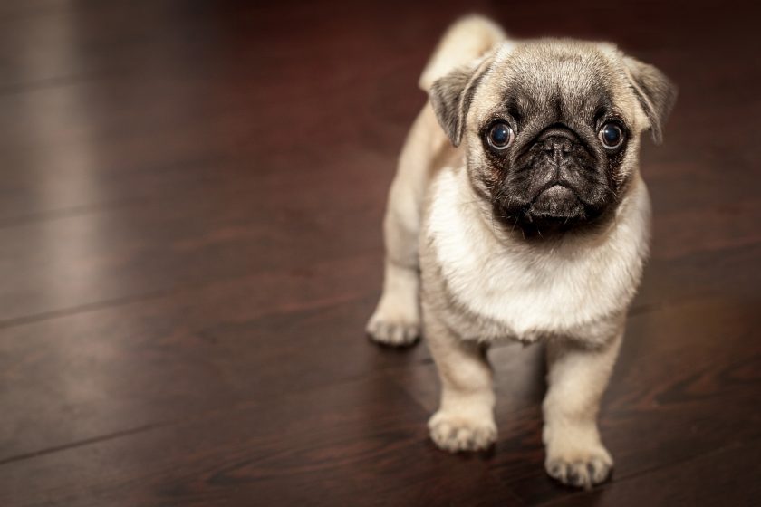 ▶ quelle assurance pour chien de chasse, Assurance Animaux Pas Cher, Comparatifs Gratuits