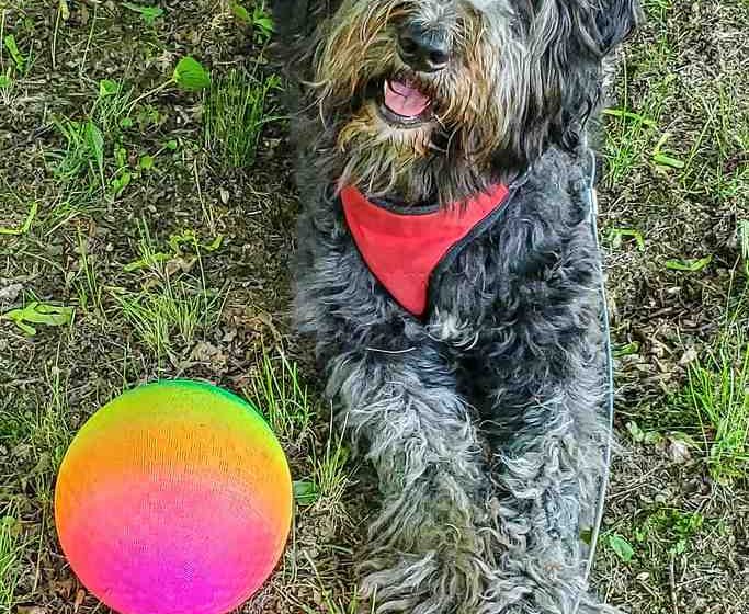 Comment faire pour que son chien arrête de tirer en laisse ? 2026