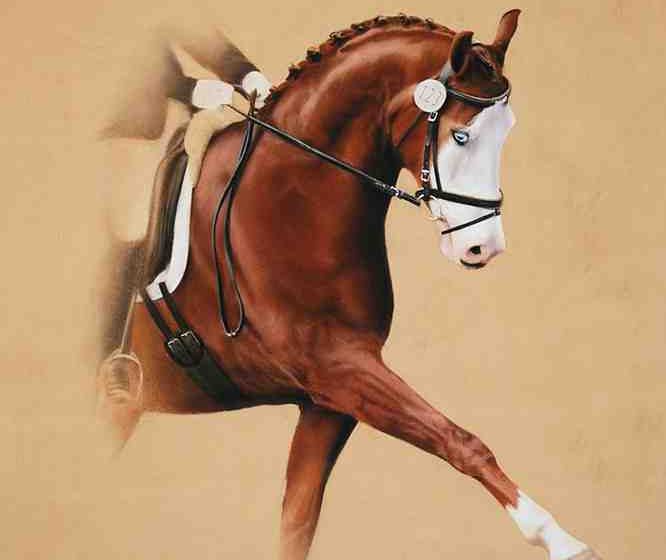 Quel âge pour un collier de dressage ? 2026
