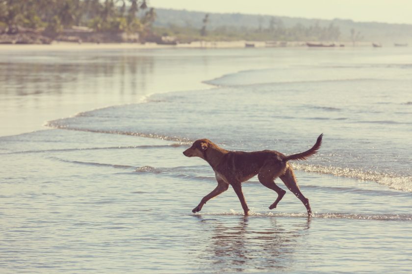 Canicule : 5 Stratégies INFAILLIBLES pour Sauver votre Chien de l’Étouffement !!