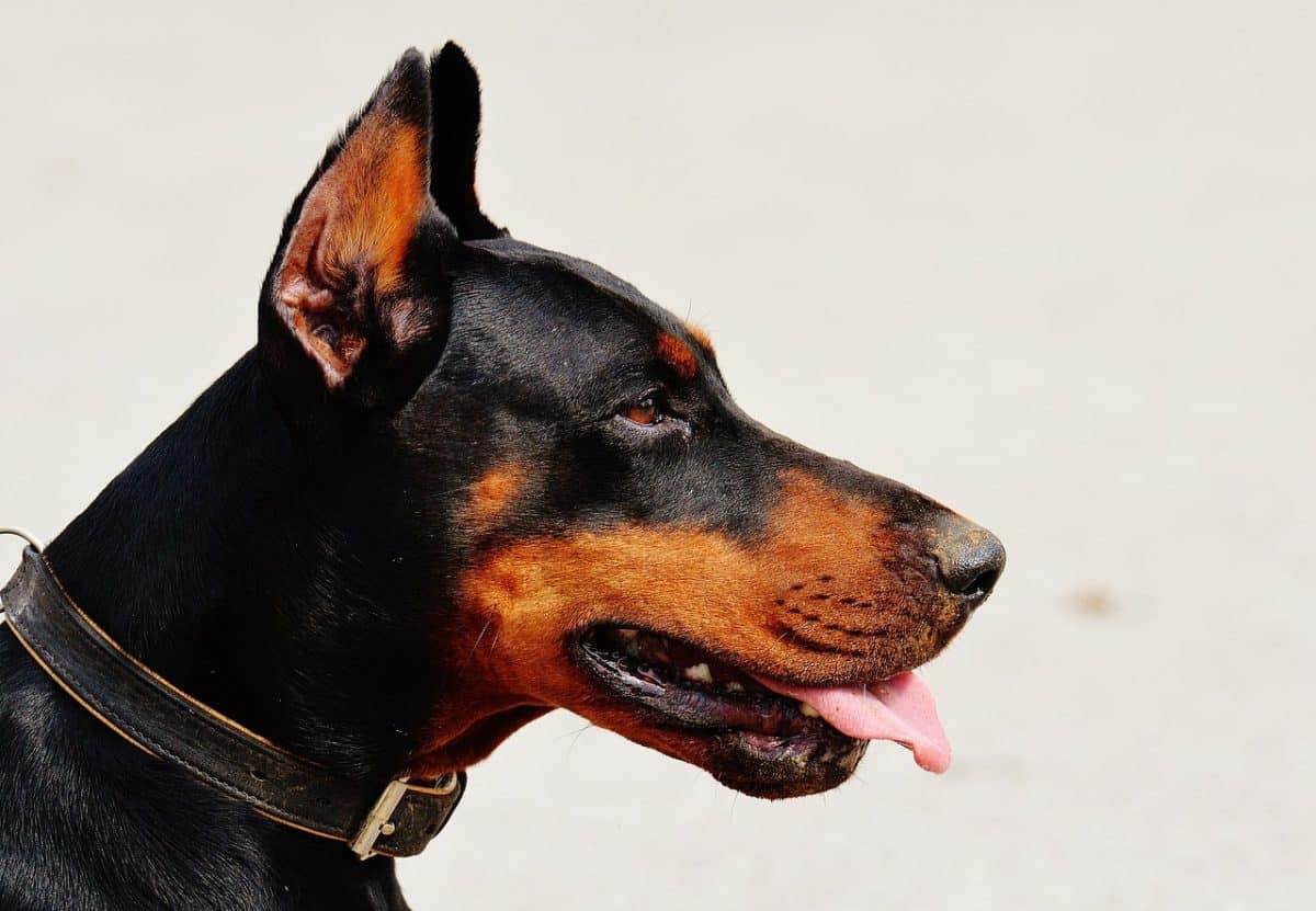 À Lyon, une entreprise de santé s’engage à soutenir un chien guide : les raisons derrière cette initiative