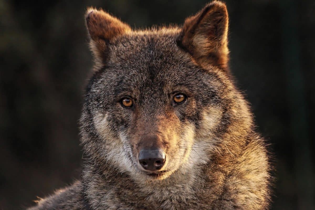 À Rouen, un couple sous le feu des accusations pour maltraitance animale envers leur chien