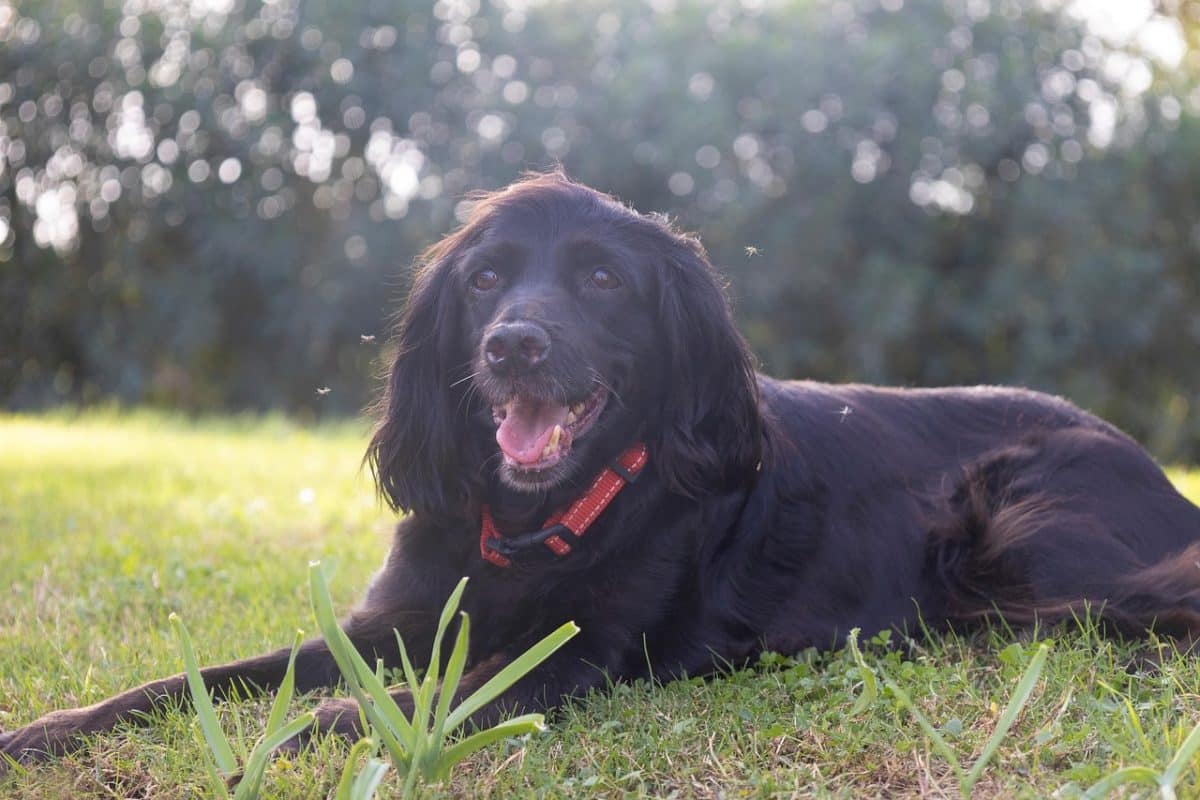 Découverte d’un cas mortel de leishmaniose viscérale chez un chien en Guyane