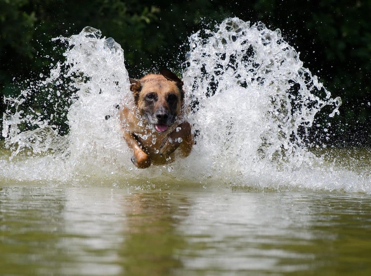 Un Malinois en pleine agression sur des brebis : le cri d’alarme d’un berger qui réclame l’euthanasie du chien