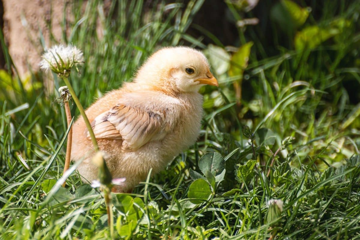 Un vol d’os de poulet en Bretagne : un homme mordu à la joue par un chien agacé